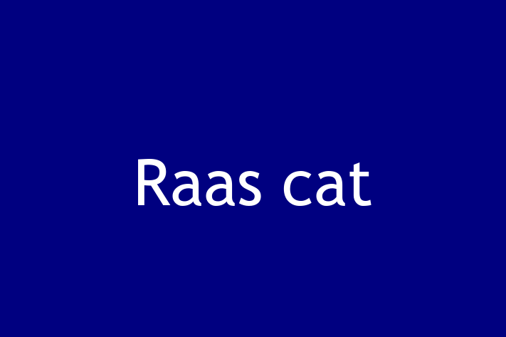 Adopt a Friendly Raas cat Cat in Witney