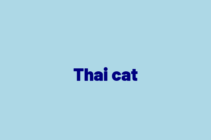 Meet Your New Thai cat Cat in Nuneaton