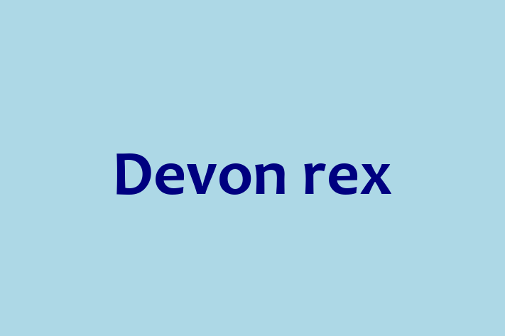 Devon rex Cat for Sale in Chester