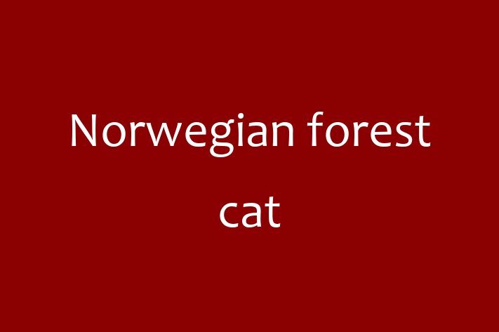 Norwegian forest cat Cat in Rochester Ready for a New Home