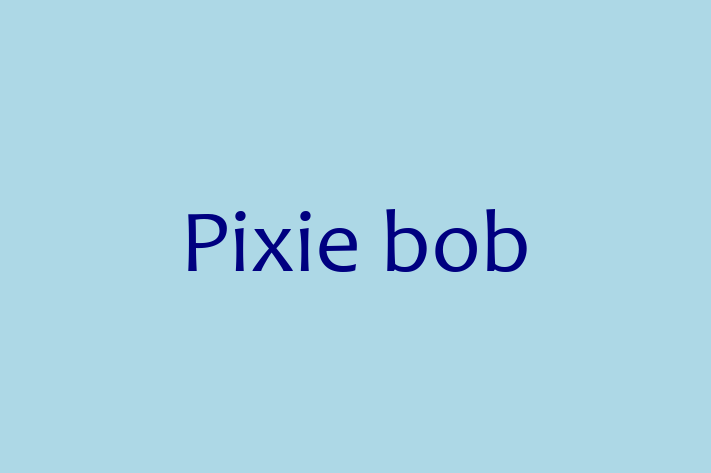 Pixie bob Cat for Adoption in Barking