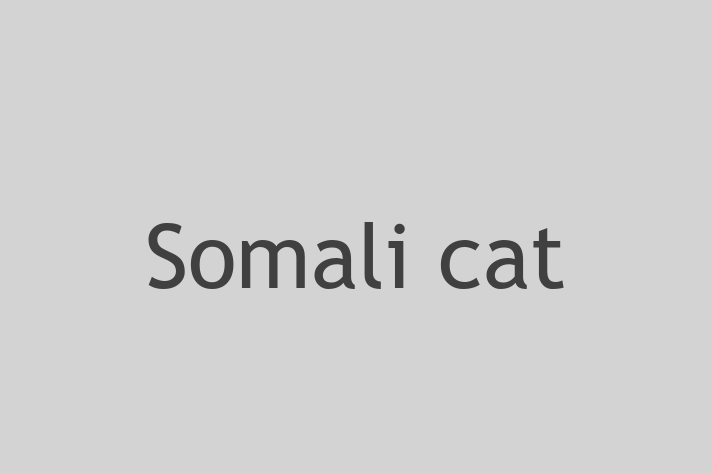 Adopt a Cat Today Somali cat in Newcastle upon Tyne