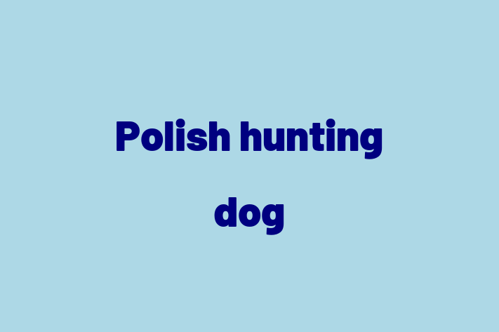 Dog Polish hunting dog for Sale in Ruislip