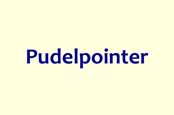 Pudelpointer for Sale in Chichester