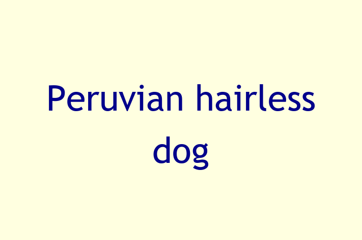 Dog Peruvian hairless dog for Sale in Southall