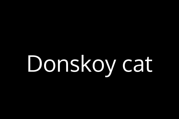 Donskoy cat Cat in Newbury