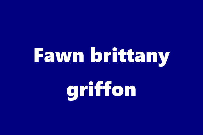 Fawn brittany griffon Dog PuppiesKittens for Sale in Bargoed