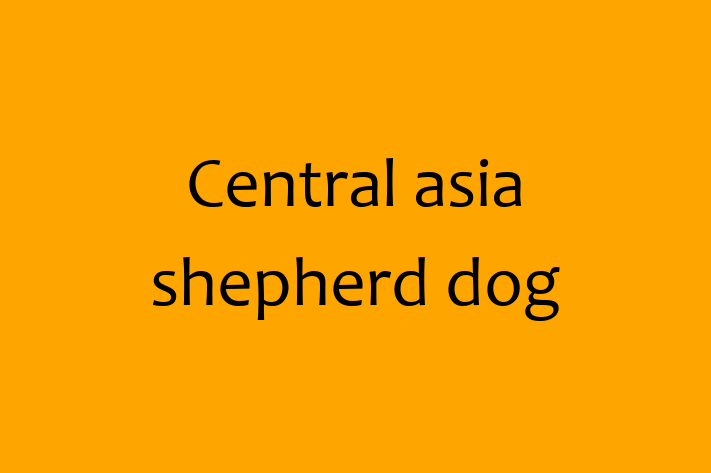 Charming Central asia shepherd dog Dog for Sale in Harrogate