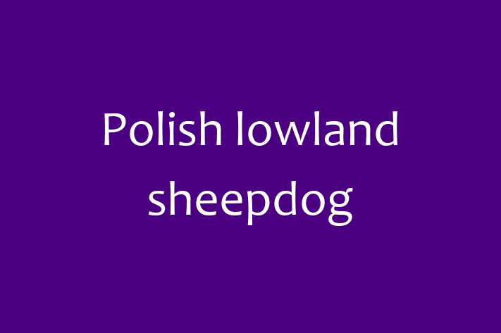 Polish lowland sheepdog for Sale in Deal