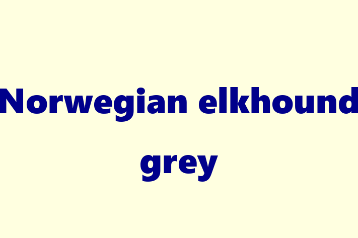 Norwegian elkhound grey Dog for Adoption in Swansea