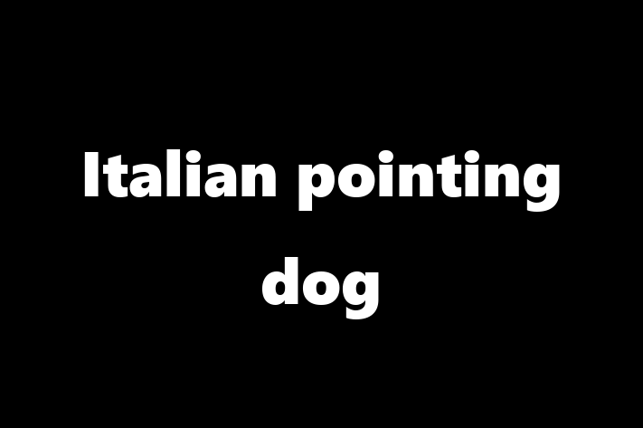 Italian pointing dog for Sale in Newcastle upon Tyne