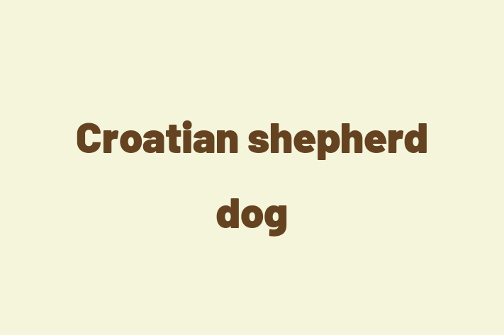 Croatian shepherd dog Dog PuppiesKittens for Sale in Little Stanney