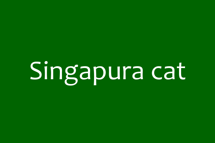 Singapura cat Cat in Consett