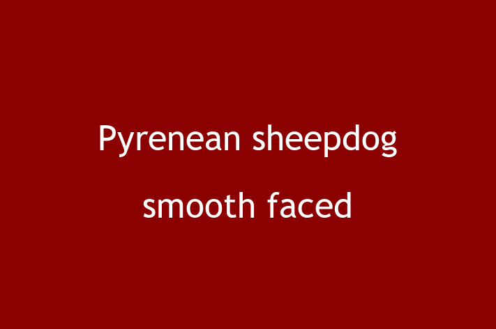 Adopt a Friendly Pyrenean sheepdog smooth faced Dog in Neath