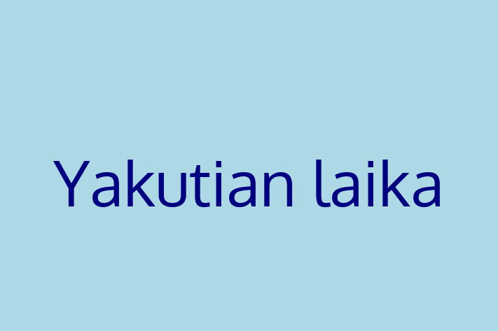 Yakutian laika Dog Available Now in Ilford