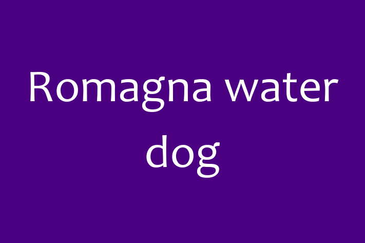 Adopt a Dog Today Romagna water dog in Consett