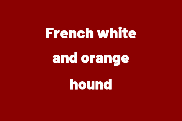 Meet Your New French white and orange hound Dog in Bembridge