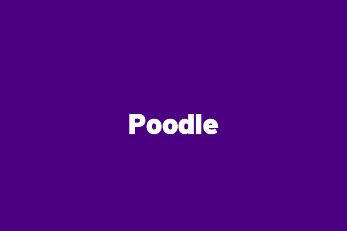 Poodle for Sale in Barking