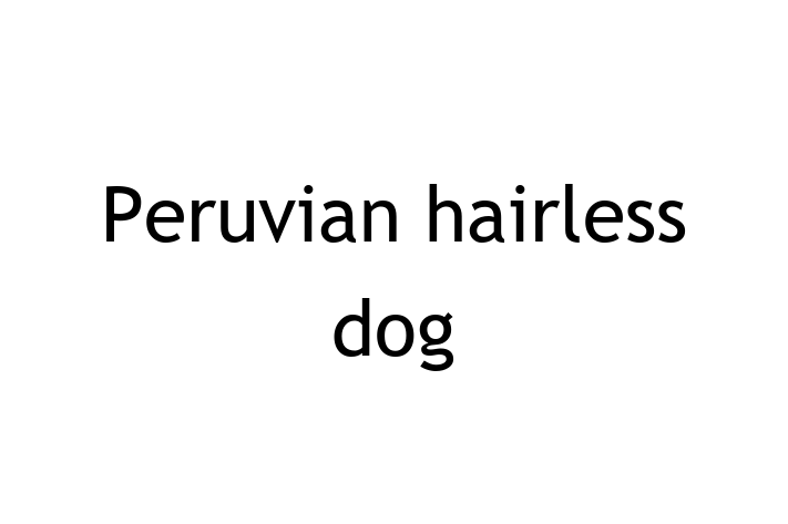 Find Your New Peruvian hairless dog Dog in Wigston Magna