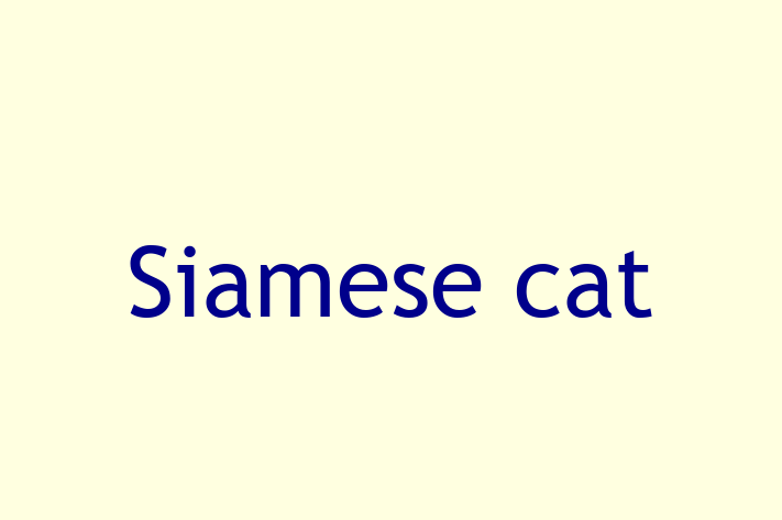 Adopt a Beautiful Siamese cat Cat in Dunstable