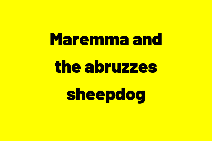 Maremma and the abruzzes sheepdog Dog in Barnet