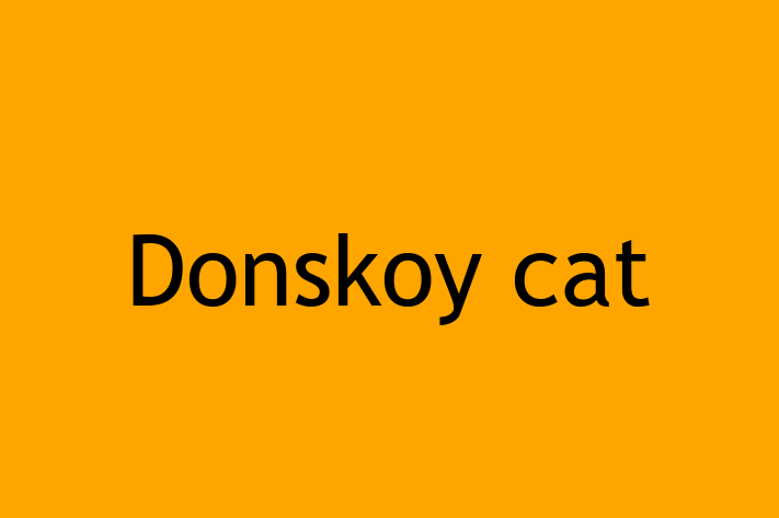 Donskoy cat Cat Available Now in Bradley Stoke