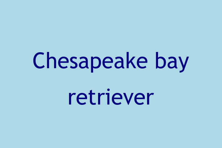 Chesapeake bay retriever Dog for Adoption in Saint Albans