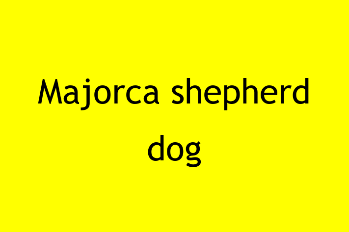 Find Your New Majorca shepherd dog Dog in Great Yarmouth