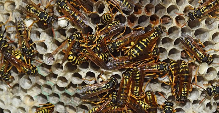 Wasp Exterminator Hertfordshire