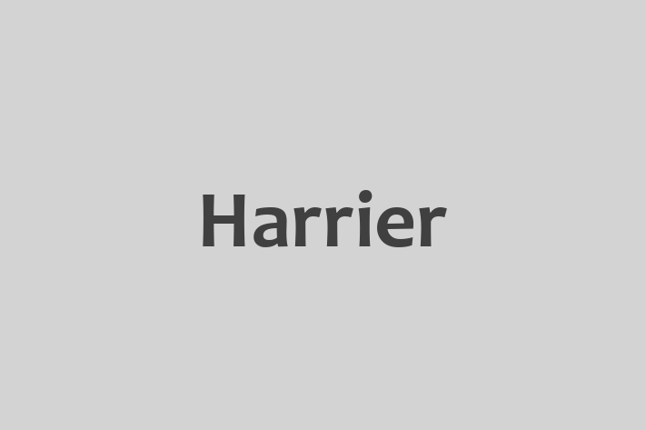 Harrier Dog for Sale in Old Clee