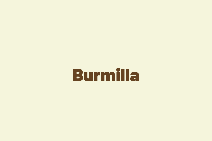 Adopt a Burmilla Cat in Taunton