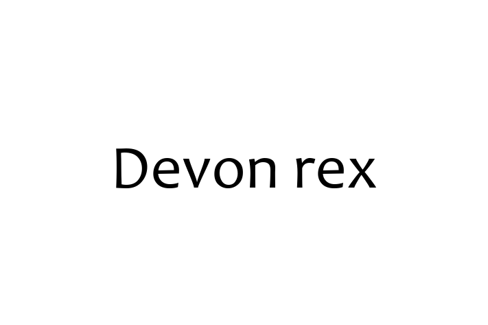 Adopt a Friendly Devon rex Cat in Harrow