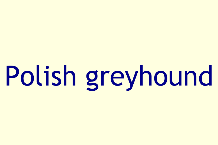 Adopt a Polish greyhound Dog in Newtownards