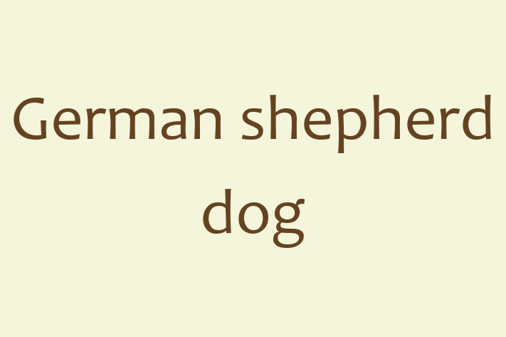 Adopt a Dog German shepherd dog Available in Acton