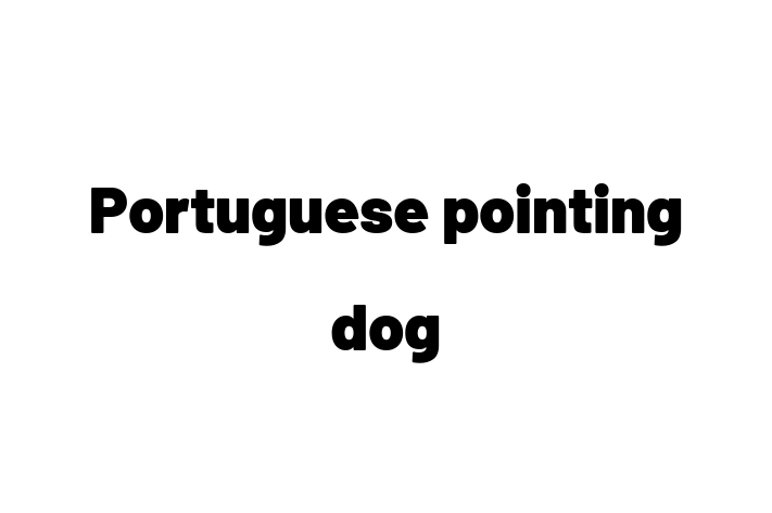 Dog Portuguese pointing dog for Sale in Pinner