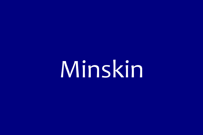 Find Your New Minskin Cat in Stevenage