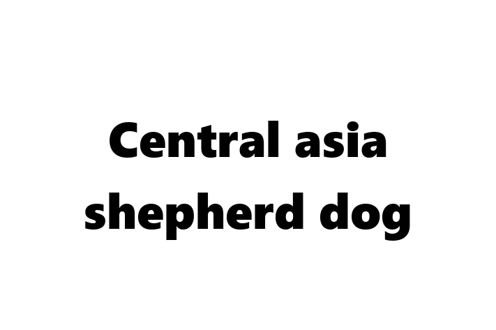 Find Your New Central asia shepherd dog Dog in Royal Leamington Spa