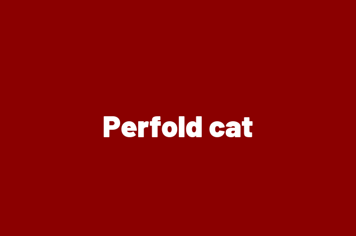 Perfold cat Cat Available Now in Mansfield