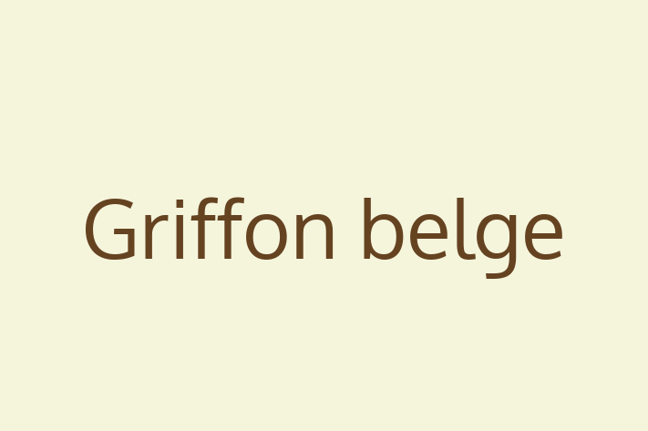 Griffon belge for Sale in Glasgow