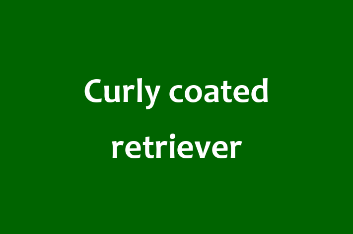 Charming Curly coated retriever Dog for Sale in Daventry