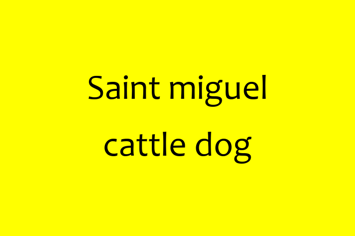 Saint miguel cattle dog Dog for Sale in Warrington