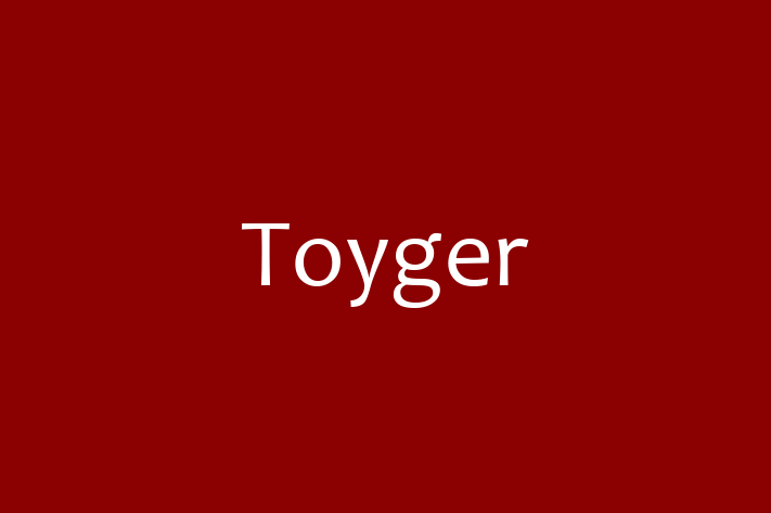 Toyger Cat for Adoption in Bangor