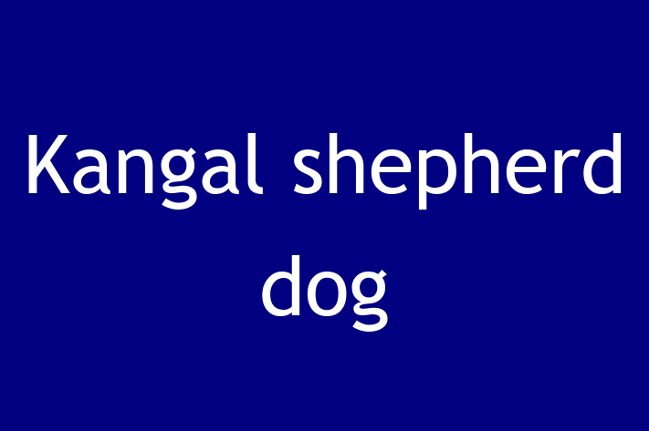 Kangal shepherd dog Dog in Sale Ready for a New Home