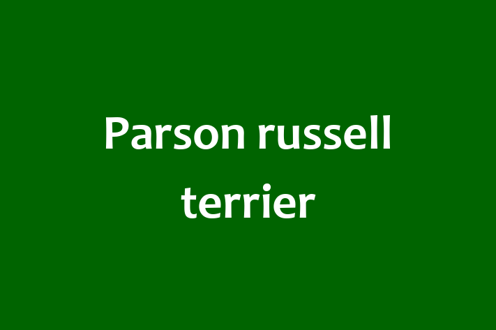 Parson russell terrier Dog Available Now in Stockport