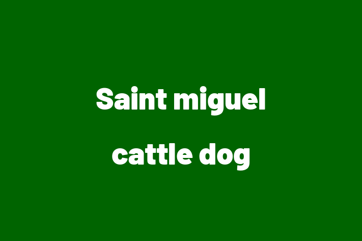 Charming Saint miguel cattle dog Dog for Sale in Wigston Magna