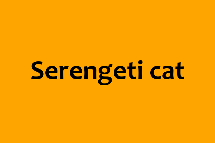 Serengeti cat Cat Available Now in Dunstable