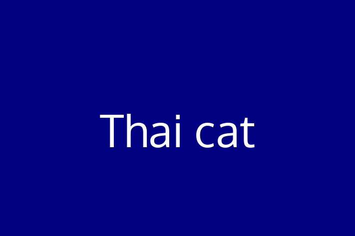 Thai cat Cat PuppiesKittens for Sale in Beckenham