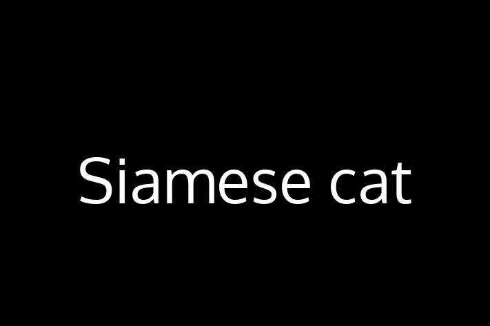 Siamese cat for Sale in Olney