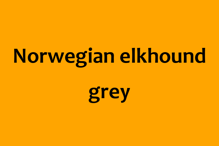 Adopt a Dog Norwegian elkhound grey Available in Castlewellan