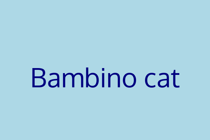 Bambino cat Cat for Sale in Ashfield